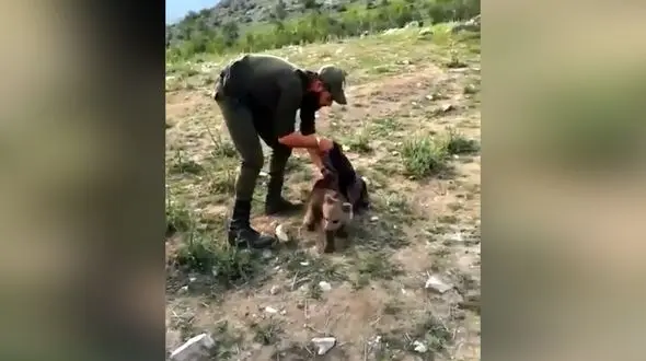 نجات توله خرس از مرگ حتمی در رود ارس + فیلم 