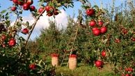 پیش بینی برداشت ۸۱۵ هزار تن انواع محصولات باغی در استان همدان