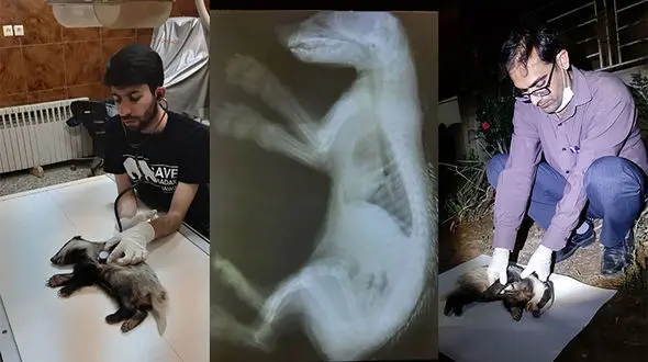 عکس از نجات توله گورکن در چهارمحال و بختیاری 