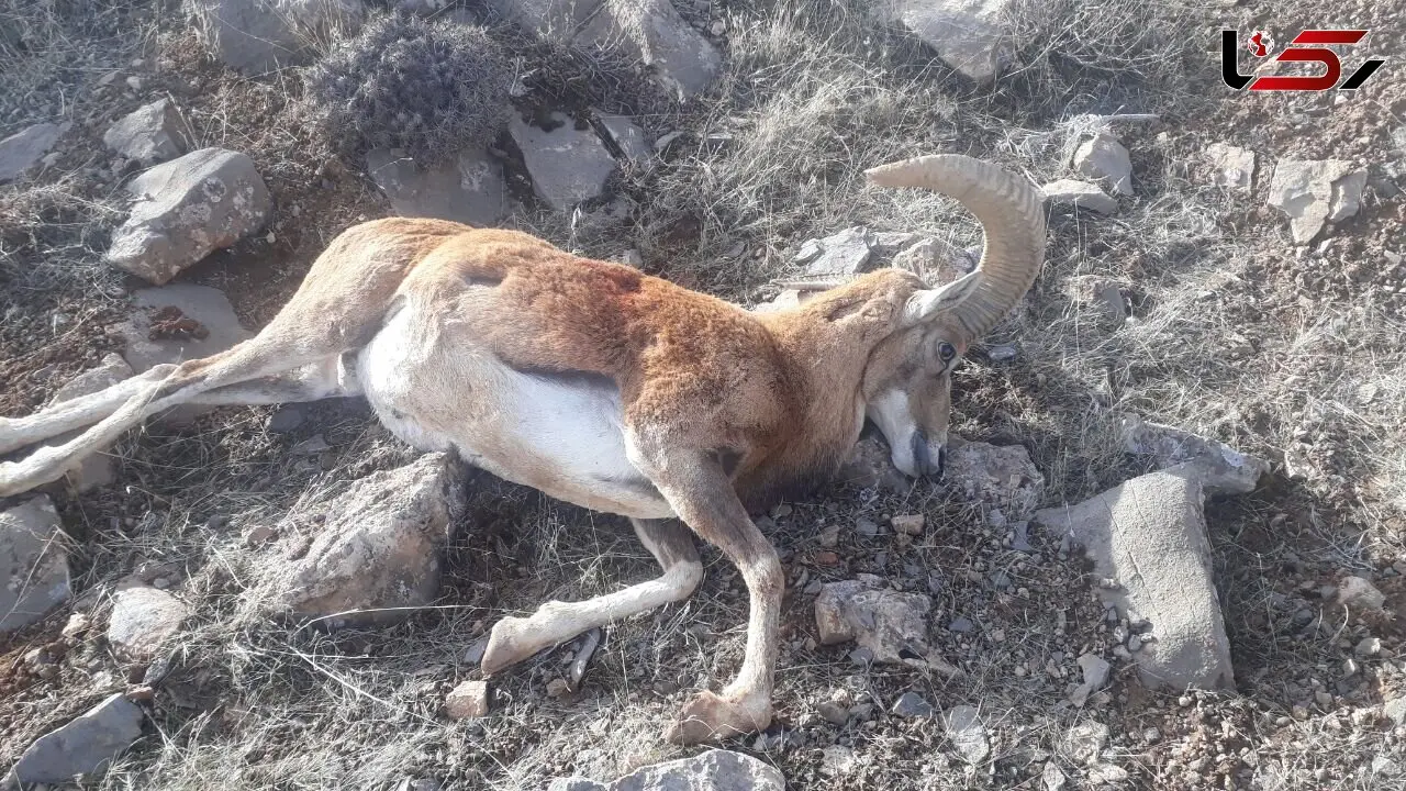 2 شکارچی قوچ در اراک دستگیر شدند