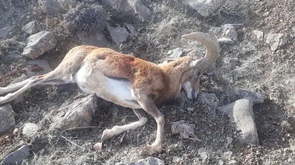 2 شکارچی قوچ در اراک دستگیر شدند