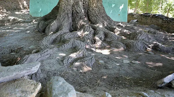 درخت گردوی روستای "گل زرد" الیگودرز ثبت ملی شد