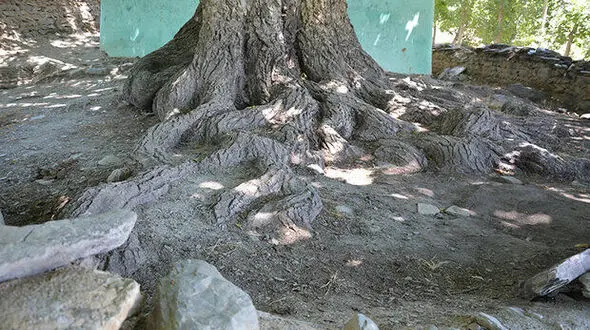 درخت گردوی روستای "گل زرد" الیگودرز ثبت ملی شد
