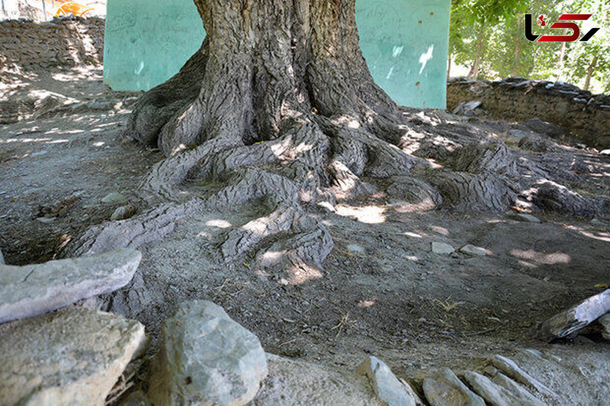 درخت گردوی روستای "گل زرد" الیگودرز ثبت ملی شد