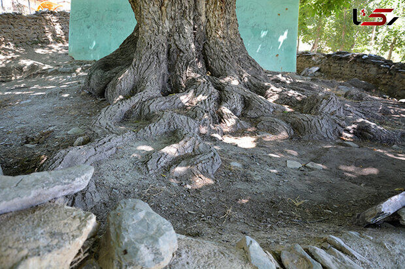 درخت گردوی روستای "گل زرد" الیگودرز ثبت ملی شد
