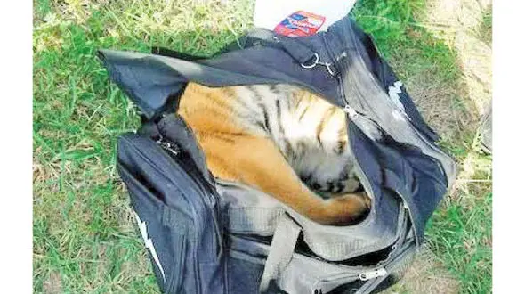 قاچاق توله ببر با ساک دستی + عکس