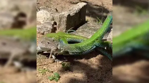 فیلم جالب از دعوای 2 مارمولک!