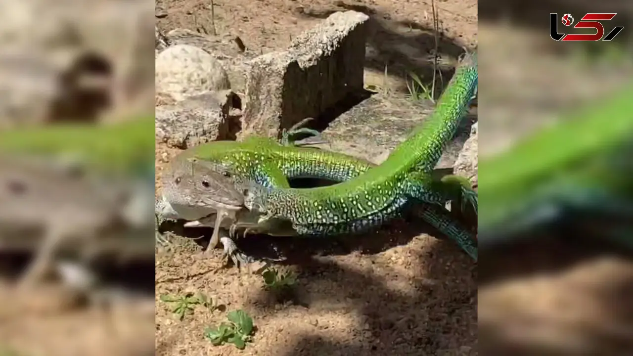فیلم جالب از دعوای 2 مارمولک!