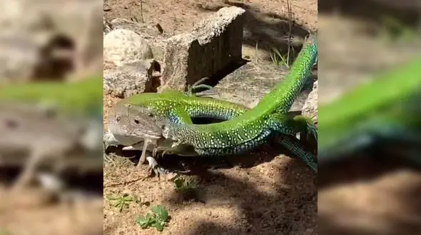 فیلم جالب از دعوای 2 مارمولک!