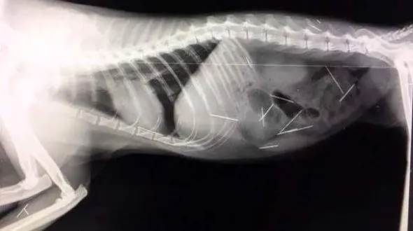 ماجرای دردناک گربه سوزنی ! + عکس