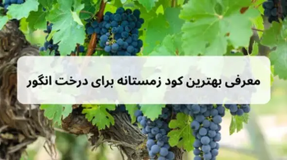 راهنمای خرید بهترین کود زمستانی برای درختان انگور + جدول