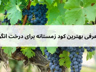 راهنمای خرید بهترین کود زمستانی برای درختان انگور + جدول