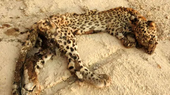 عکس دردناک از لاشه توله پلنگ  در بین ضایعات سد آبی