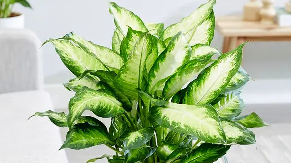 خواص گل دیفن باخیا