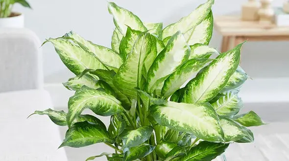 خواص گل دیفن باخیا