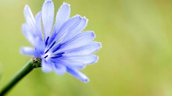 پاکسازی کبد با یک عرق گیاهی