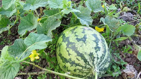 برش زدن هندوانه سر جالیز + فیلم