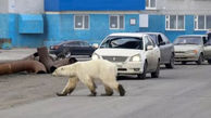 خرس قطبی در خیابان های روسیه + عکس