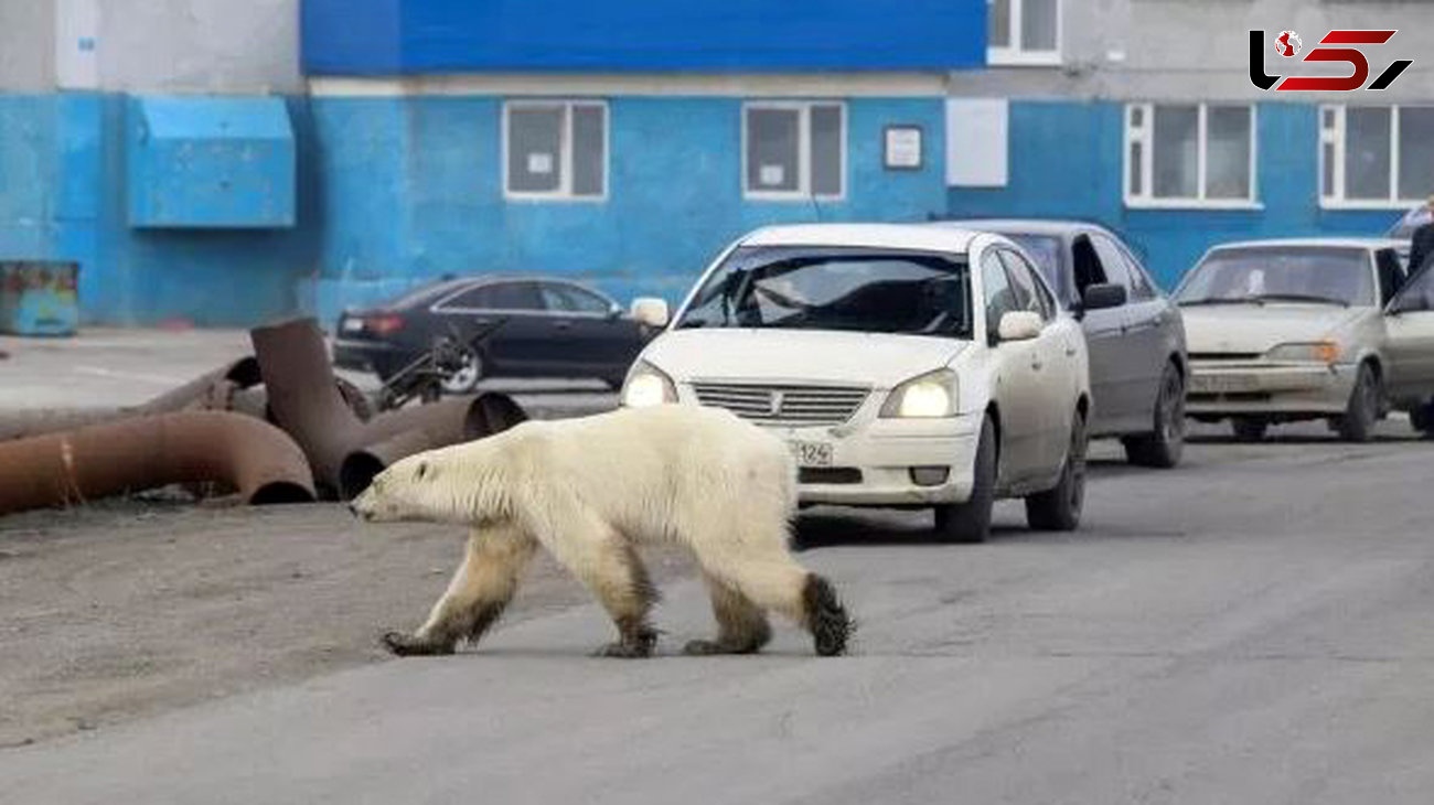 خرس قطبی در خیابان های روسیه + عکس