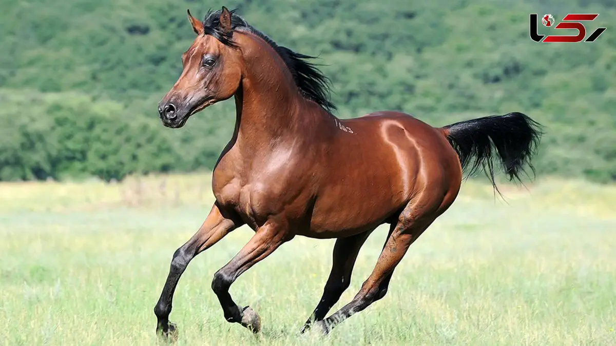 حمله اسب های بالغ به کره اسب  + فیلم