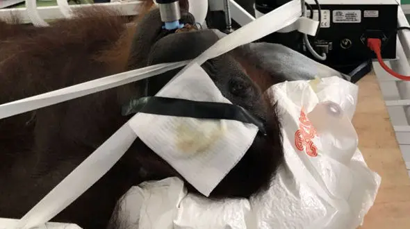 104 بار شلیک به اورانگوتان کور که سیبل شکارچیان شده بود+تصاویر