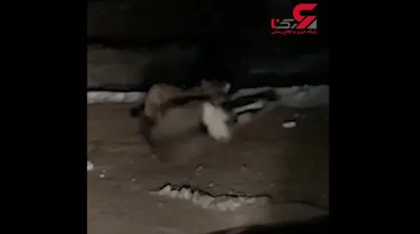  شیر کوهستان دوربین را دید گوزن فرار کرد + فیلم 