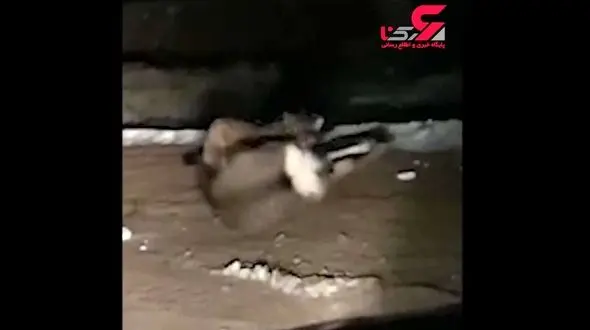  شیر کوهستان دوربین را دید گوزن فرار کرد + فیلم 