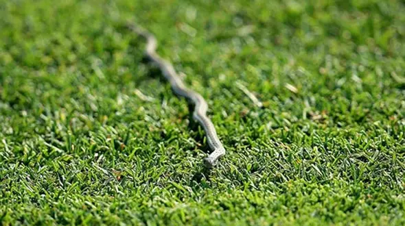 کشف ریزترین مار دنیا در جزائر کارائیب+عکس