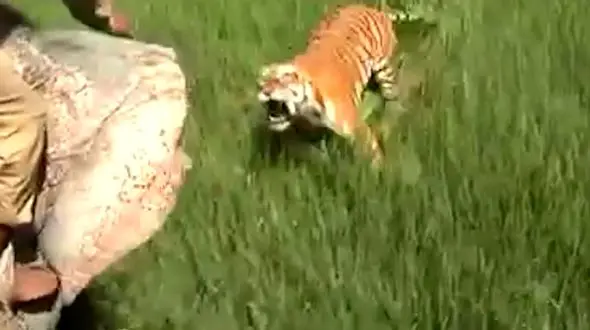پرش وحشتناک ببر بنگال به یک مرد +فیلم دیدنی