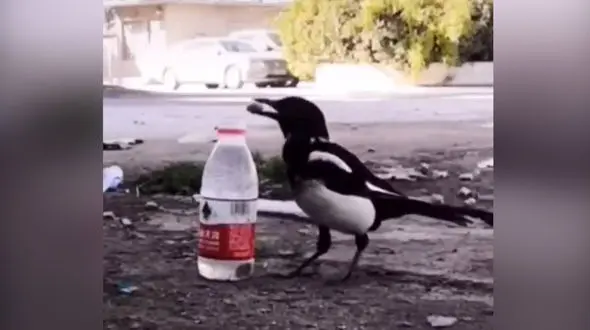 کلاغ فیزیکدان را ببینید + فیلم