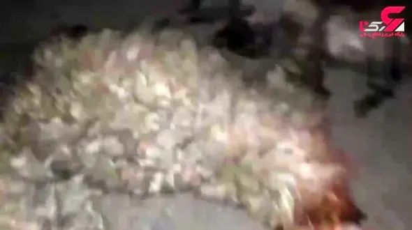 کشته شدن 30 گوسفند در تصادف با تویوتا در کوهرنگ + فیلم 