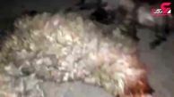 کشته شدن 30 گوسفند در تصادف با تویوتا در کوهرنگ + فیلم 