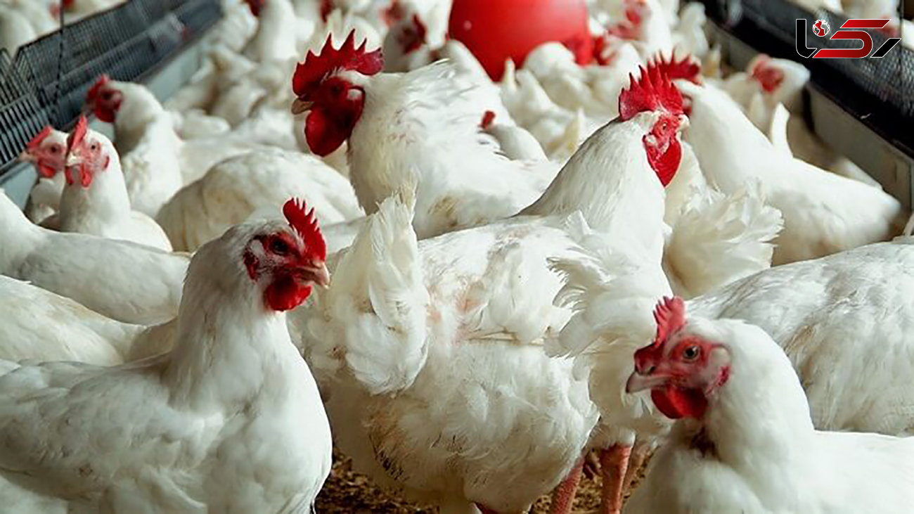 اتحادیه مرغداران گوشتی: مرغداران جوجه‌ریزی کنند