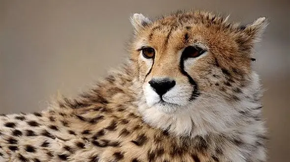 آخرین فرصت برای نجات ژن «فیروز»؛ تنها یوز نر آسیایی در سایت توران / آغاز جفت گیری یوزها در اواخر مهرماه / فعلا «یوز نر» جدیدی به سایت توران منتقل نمی شود + فیلم