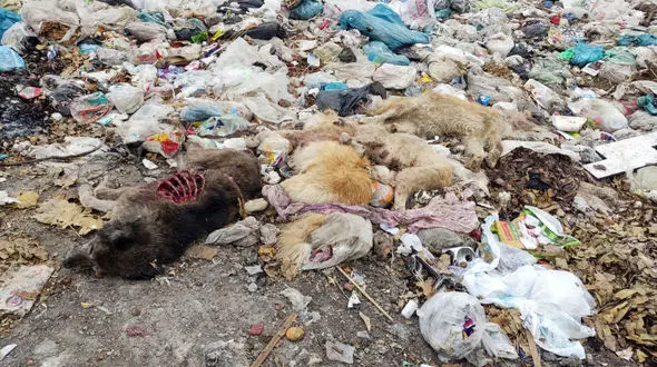 وضعیت بحرانی پسماند در گیلانغرب؛ از دزدی مخازن زباله تا آلایندگی محیطی + فیلم