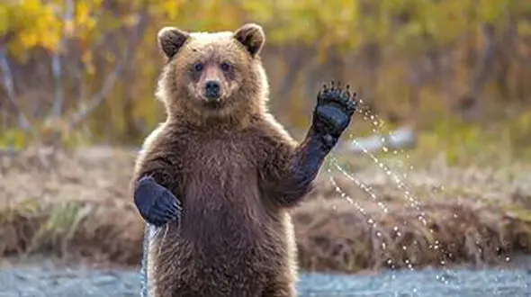 رهایی و نجات خرس قهوه‌ای در نوشهر