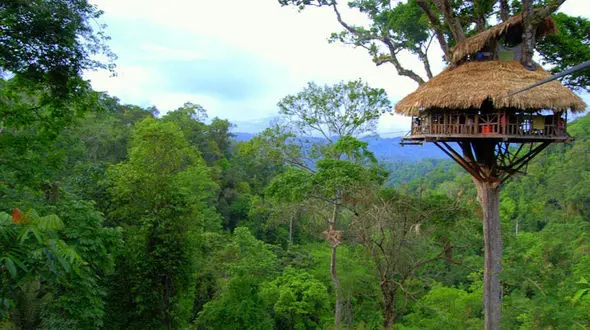 بلند‌ترین خانه های درختی در دل جنگل/چه کسی حاضر است در این خانه ها بخوابد؟+ عکس