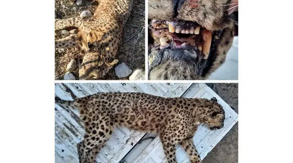 یک پلنگ دیگر هم تلف شد