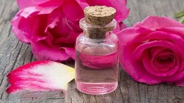 گلاب و خاصیت ضد عفونی کنندگی