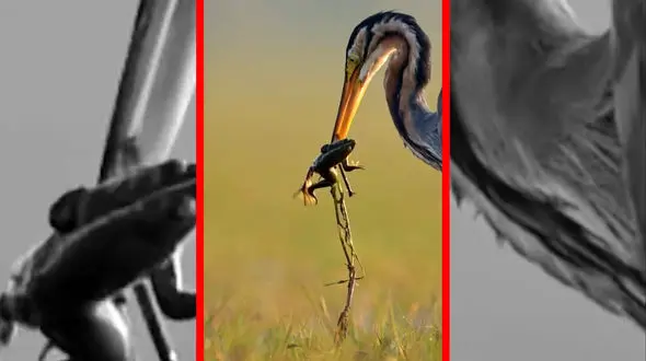 فیلم لحظه شکار قورباغه توسط حواصیل