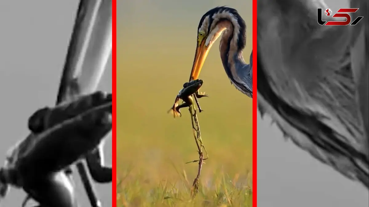 فیلم لحظه شکار قورباغه توسط حواصیل