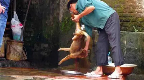 گوشت سگ  برای غذای اعیانی / زنده زنده کشتن سگ ها در مقابل مردم + عکس