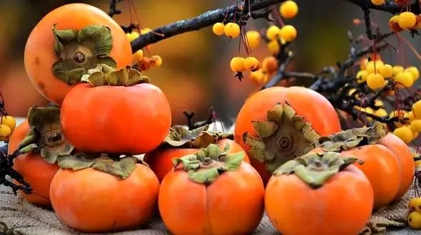 خرمالو و انسداد روده: شایعه یا حقیقت؟ بهترین روش‌ های مصرف خرمالو