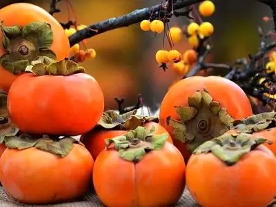 خرمالو و انسداد روده: شایعه یا حقیقت؟ بهترین روش‌ های مصرف خرمالو