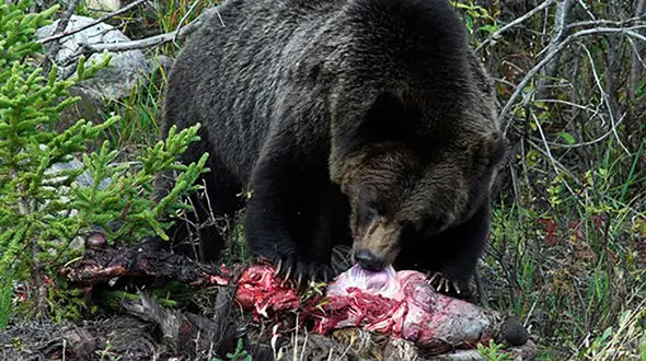 حمله خرس وحشی به مرد جوان در تنگ درکش ورکش + جزئیات