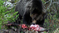 حمله خرس وحشی به مرد جوان در تنگ درکش ورکش + جزئیات