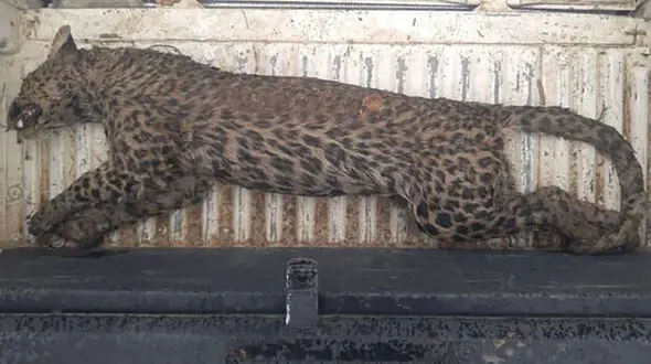 رمزگشایی از مرگ تلخ پلنگ با کالبدشکافی / در البرز رخ داد + عکس جنازه
