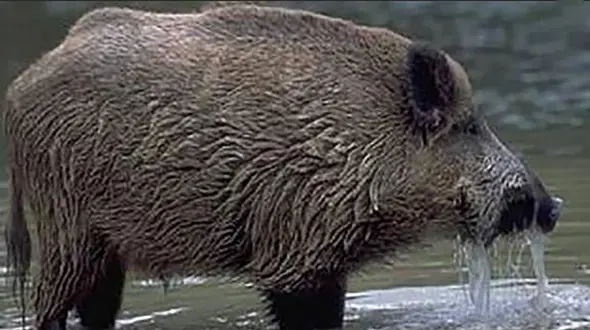 فرار توله گراز در آتش سوزی یاسوج +فیلم