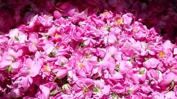 کاشت و برداشت گل‌های محمدی در یزد + فیلم 