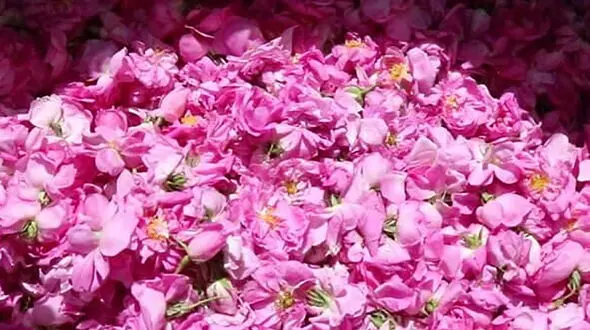 کاشت و برداشت گل‌های محمدی در یزد + فیلم 